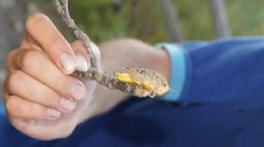 Bursalı &Ccedil;ift&ccedil;ilere '&ccedil;ekirge İstilası' Uyarısı