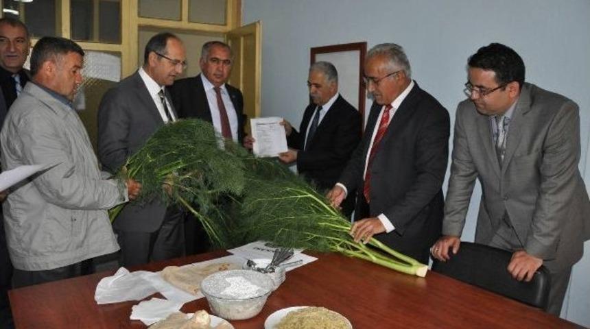 Heliz Bitkisi Cinsel G&uuml;c&uuml; Arttırıyor