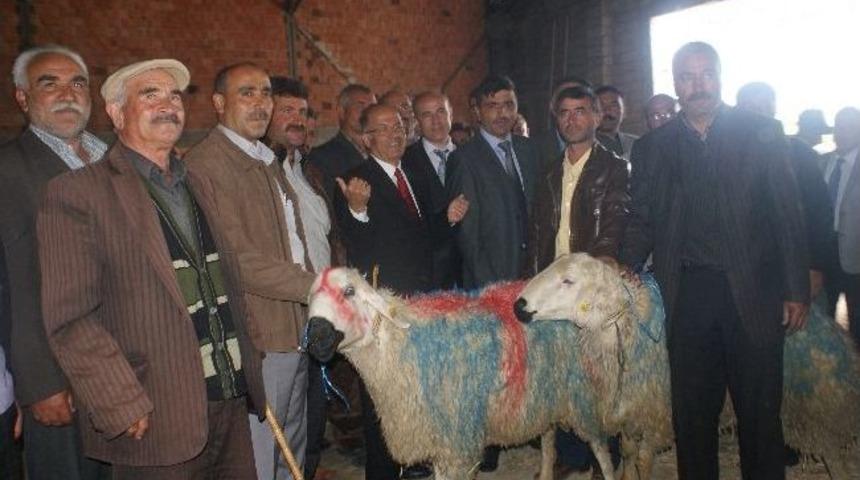 &Ccedil;ift&ccedil;ilere Damızlık Ko&ccedil; Dağıtıldı