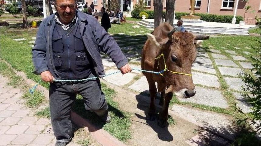 Ka&ccedil;an İnek, H&uuml;k&uuml;met Konağının Bah&ccedil;esinde Sahibini Bekledi