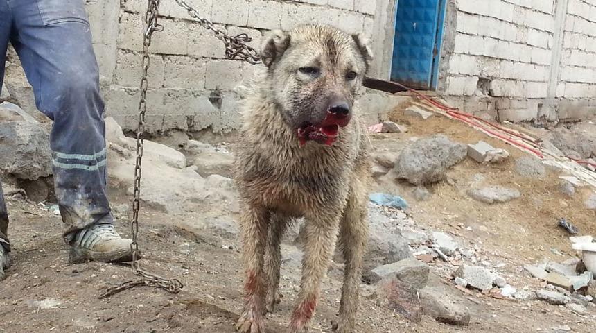 Çevreye Zarar Veren Maytap Satışlarına Patnoslu Besicilerden Tepki
