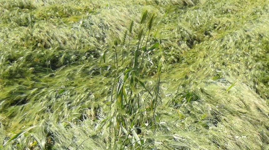 "Yağmur, Ekili Alanlarda Y&uuml;zde 30 Oranında Hasar Oluşturdu"