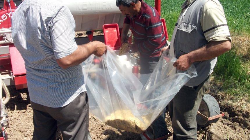 Aydıncık'ta Soya Fasulyesi &Uuml;retilecek