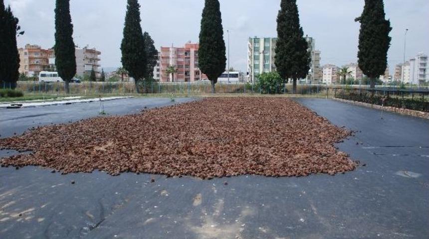 &Ccedil;am Kozalakları Tohum Oluyor