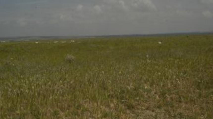 'Kulu&rsquo;nun Geniş Arazilerinin &Uuml;retim Potansiyeli &Uuml;lke Tarımına Kazandırılmalı'