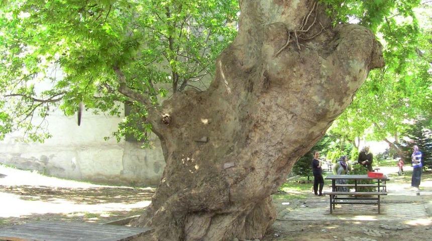 Asırlık &Ccedil;ınar Ağacının Kesilmesi Protesto Eden Vatandaşlar Imza Topladı