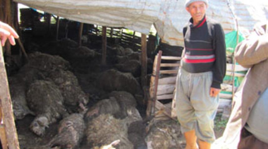 Konya'da kurt vahşeti!