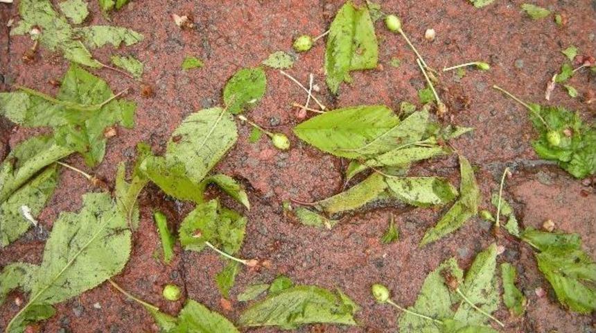 Posof&rsquo;ta Dolu Yağışı