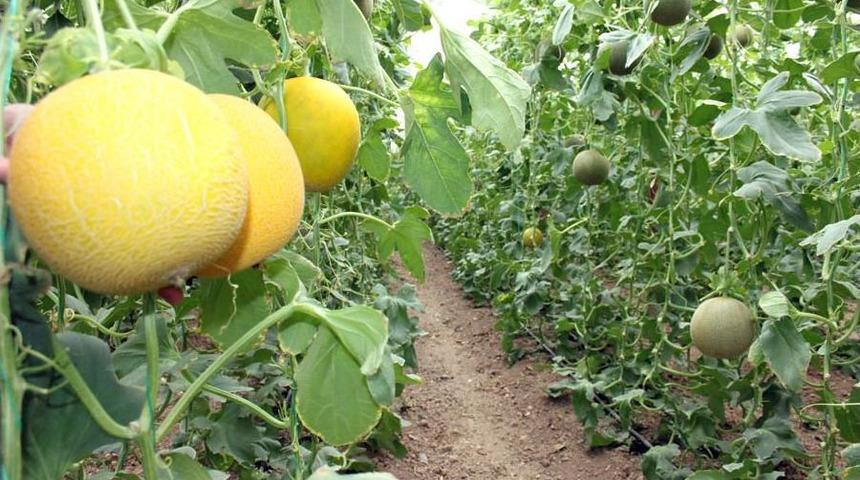 '&Ouml;rt&uuml;altı Kavun, Fiyat A&ccedil;ısından &Uuml;reticiyi Memnun Ediyor'