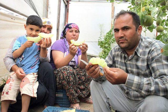 'Örtüaltı Kavun, Fiyat Açısından Üreticiyi Memnun Ediyor'