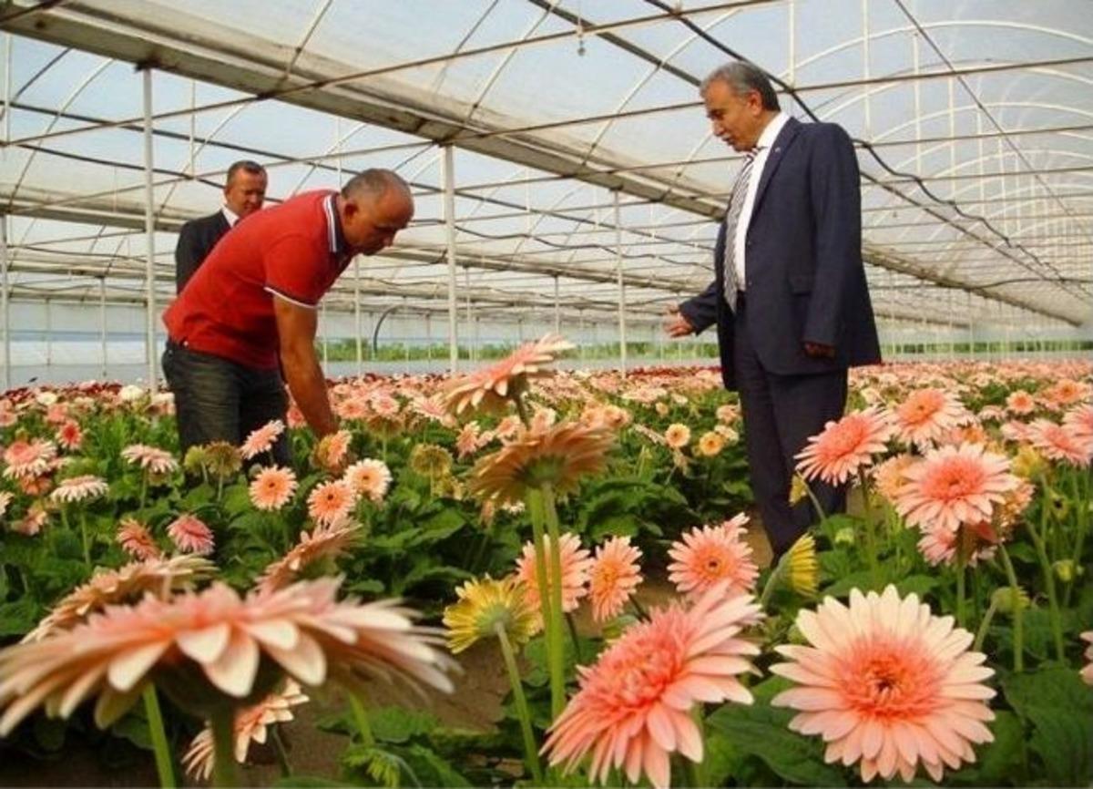 Vali B&uuml;y&uuml;k Pamukova&rsquo;da İncelemelerde Bulundu