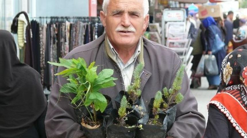 Vatandaşlara Kestane Ve Fıstık Fidanı Dağıtıldı