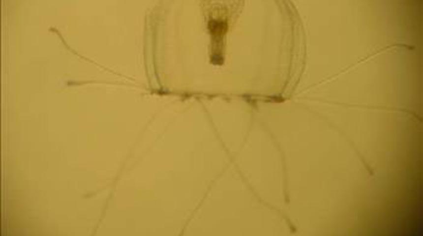 &Ouml;l&uuml;ms&uuml;z hayvan bulundu!