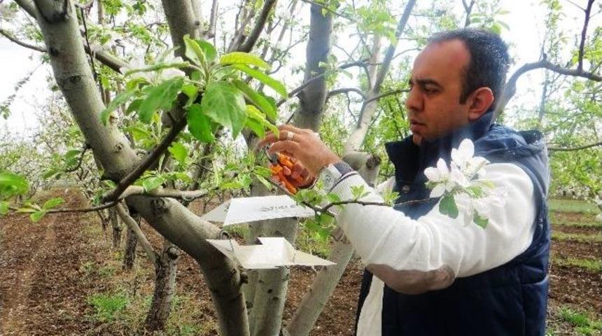 Iğdır&rsquo;da Elma Kurdu Uyarısı