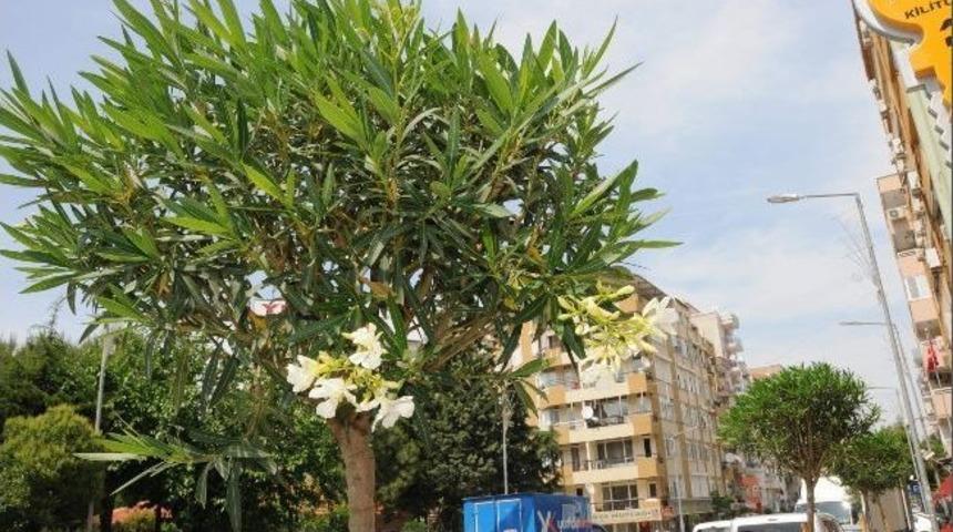Manisa&rsquo;da Yeşil Kuşak &Ccedil;alışmaları Devam Ediyor