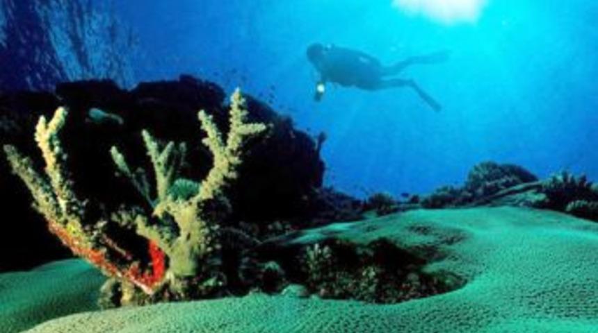 Endonezya'nın Su Altı D&uuml;nyası Van'da Sergilenecek