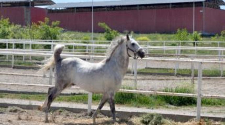 D&uuml;nya En Iyi Atı Turbo&rsquo;ya Bakanlık Koruması