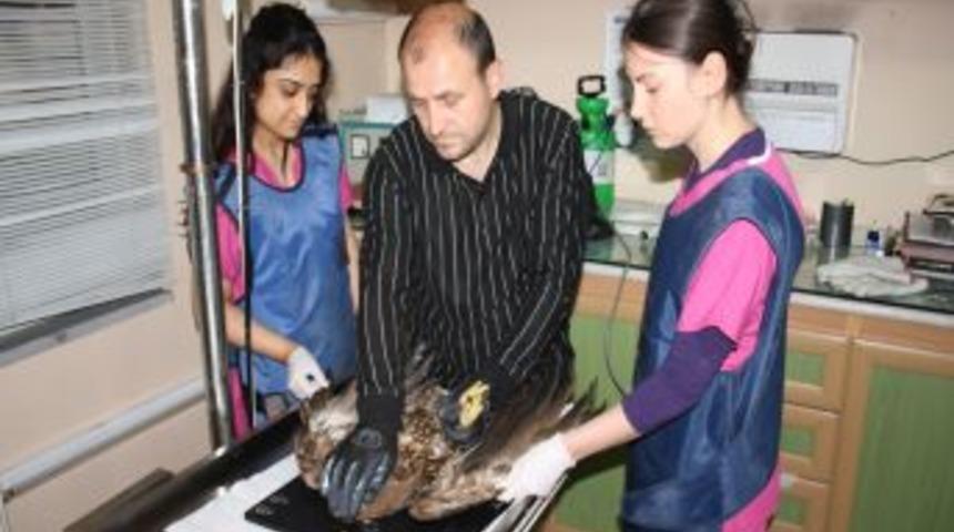 Yaralı Doğan Koruma Altına Alındı