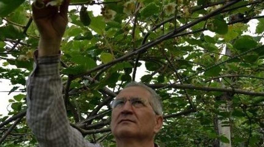 Yağışlar Kivi &Uuml;reticisinin Y&uuml;z&uuml;n&uuml; G&uuml;ld&uuml;rd&uuml;