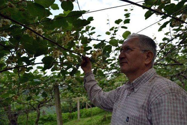 Yağışlar Kivi Üreticisinin Yüzünü Güldürdü