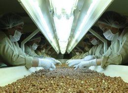 FİSKOBİRLİK üreticinin elindeki tüm fındığa talip