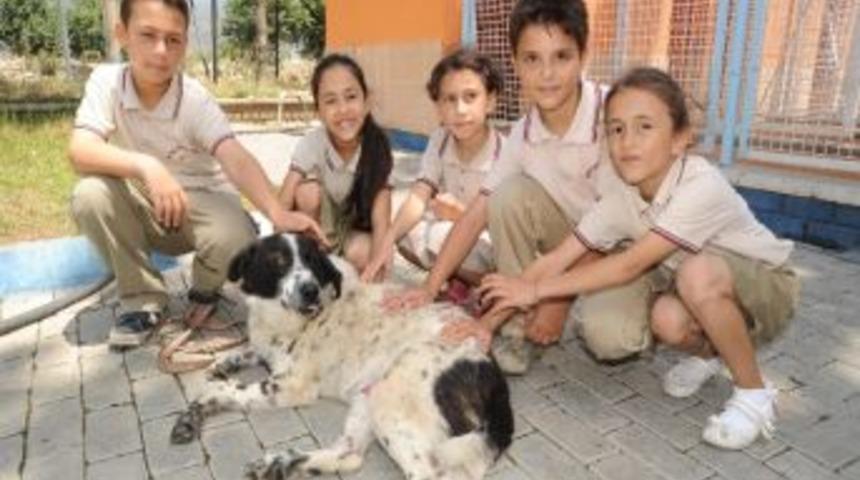 Hayvanları Koruma Derneği &Ouml;ğrencilere Hayvan Haklarını Anlattı