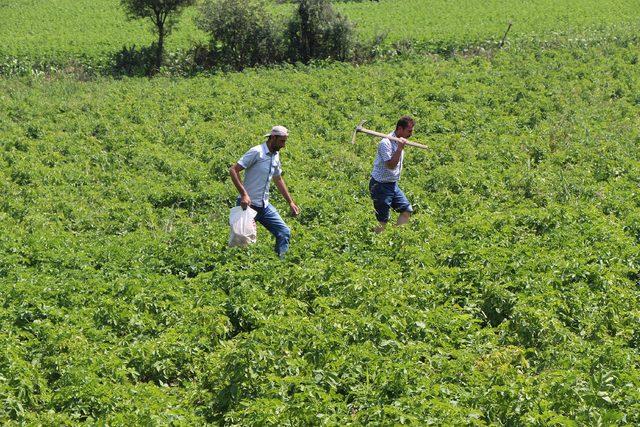 Samsun'da 'yazlık' patates hasadı