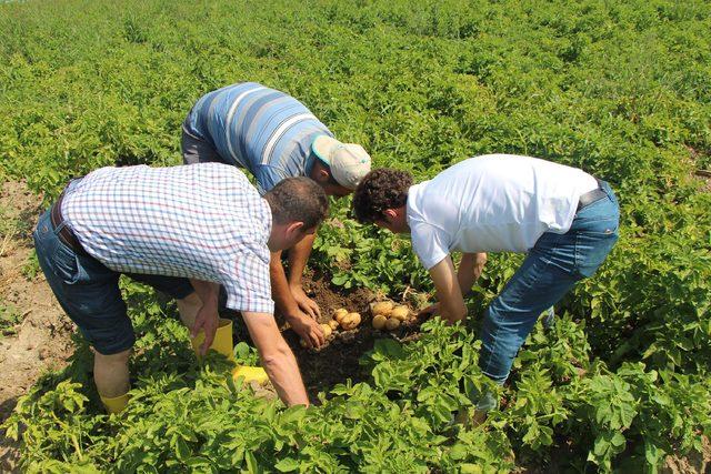 Samsun'da 'yazlık' patates hasadı