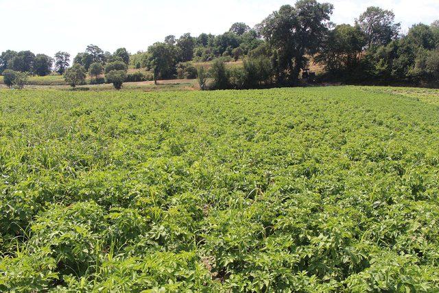 Samsun'da 'yazlık' patates hasadı