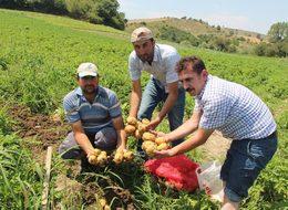Samsun'da 'yazlık' patates hasadı