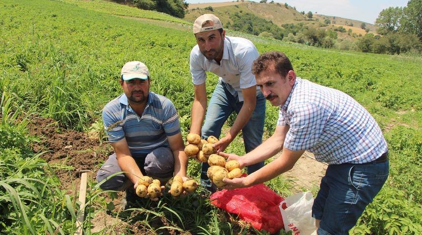 Samsun'da 'yazlık' patates hasadı