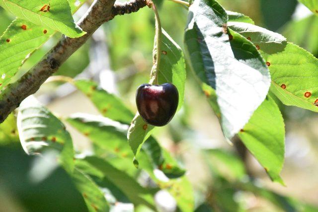 Dalbastı kirazında 2,5 milyon liralık ihracat 