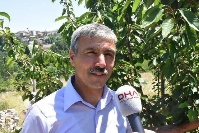 Dalbastı kirazında 2,5 milyon liralık ihracat 