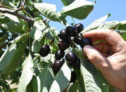 Dalbastı kirazında 2,5 milyon liralık ihracat 