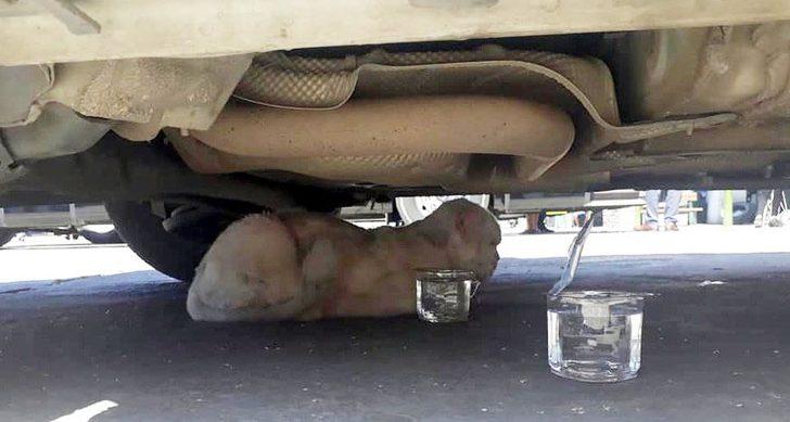 Minibüsün motorunda 80 kilometre giden kedinin sahibi: Yaşaması mucize