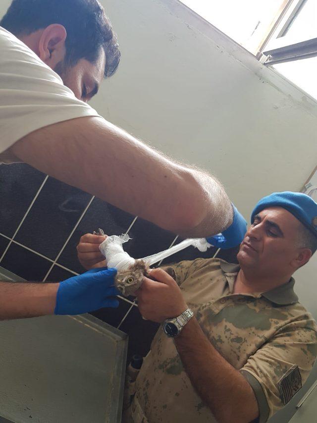 Van'da yaralı yavru baykuşa Mehmetçik şefkati