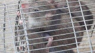 Fareler İrlanda'yı işgal etti! Durdurulamıyor!