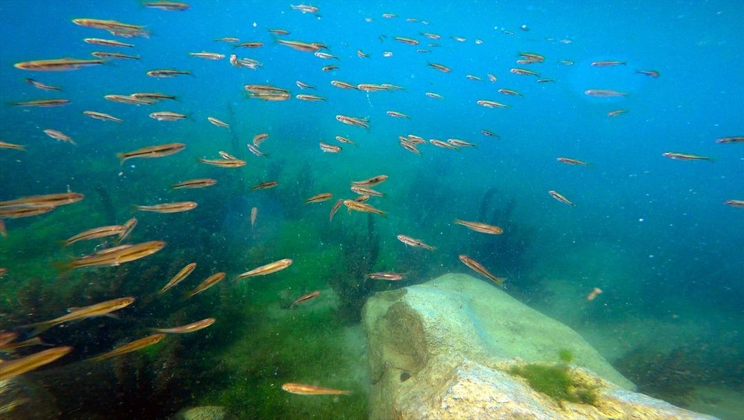 Ağrı Dağı'ndaki doğal akvaryum b&uuml;y&uuml;l&uuml;yor