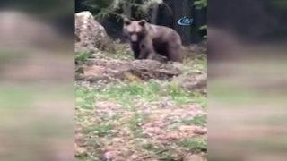 Yavru ayıyı “gel buraya oğlum” diyerek çağırdı