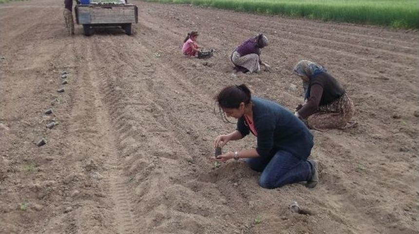Karaman&rsquo;da Karpuz Demonstrasyonu