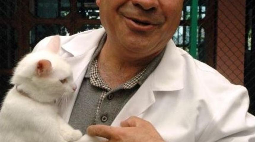 Van Kedisine Kontroll&uuml; Yasak