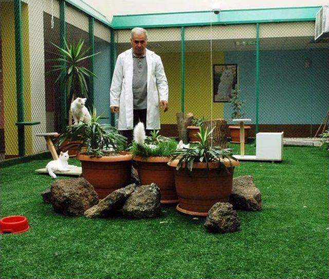 Van Kedisine Kontroll&uuml; Yasak 1