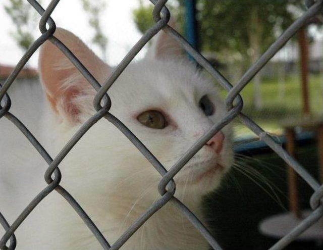 Van Kedisine Kontroll&uuml; Yasak 2