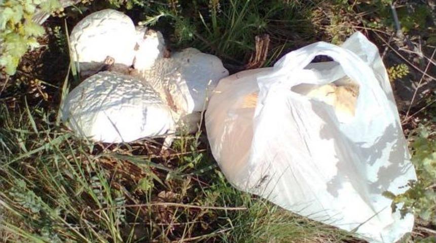 Yağışlar Mantarcıların Y&uuml;z&uuml;n&uuml; G&uuml;ld&uuml;rd&uuml;