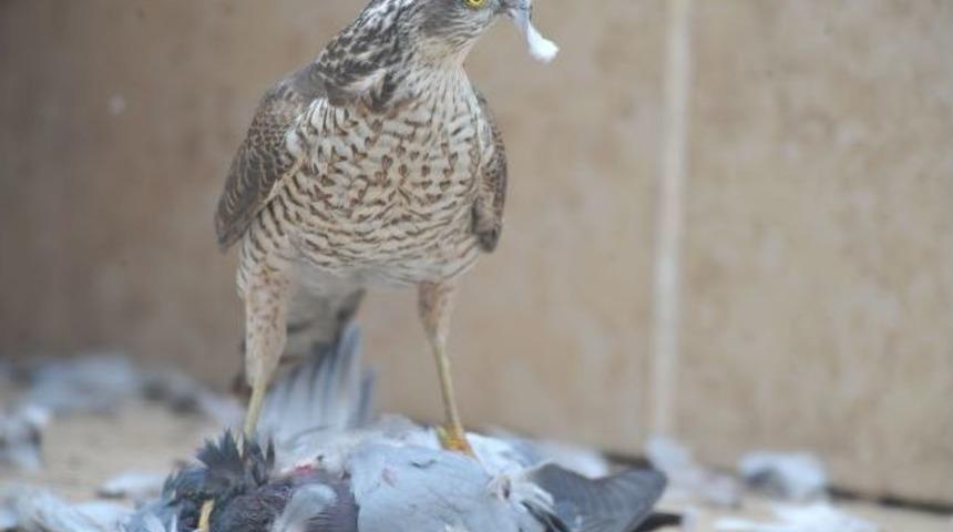 Atmacanın G&uuml;vercin Avı