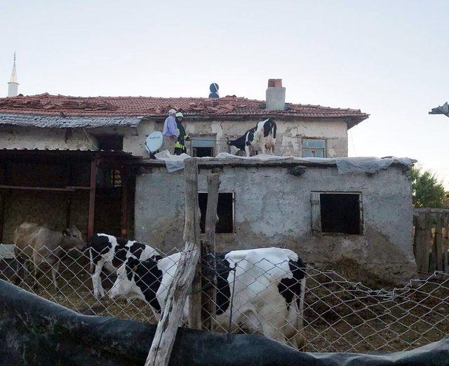 Ahır çatısına çıkan inek vinçle indirildi