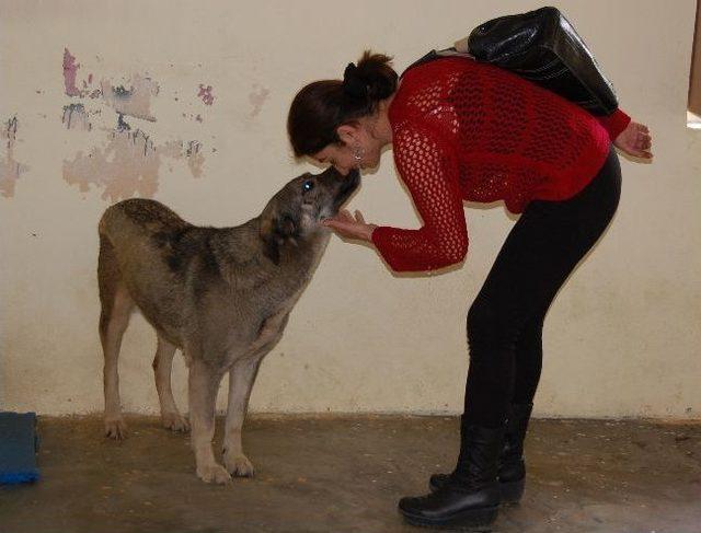 Tatvan&rsquo;da Sokak Hayvanları Tedavi Ve Kısırlaştırma Merkezi Kuruldu 1
