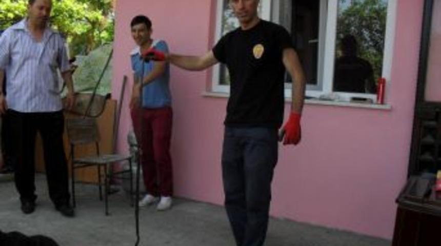 Eve Giren yılan Panik Yarattı