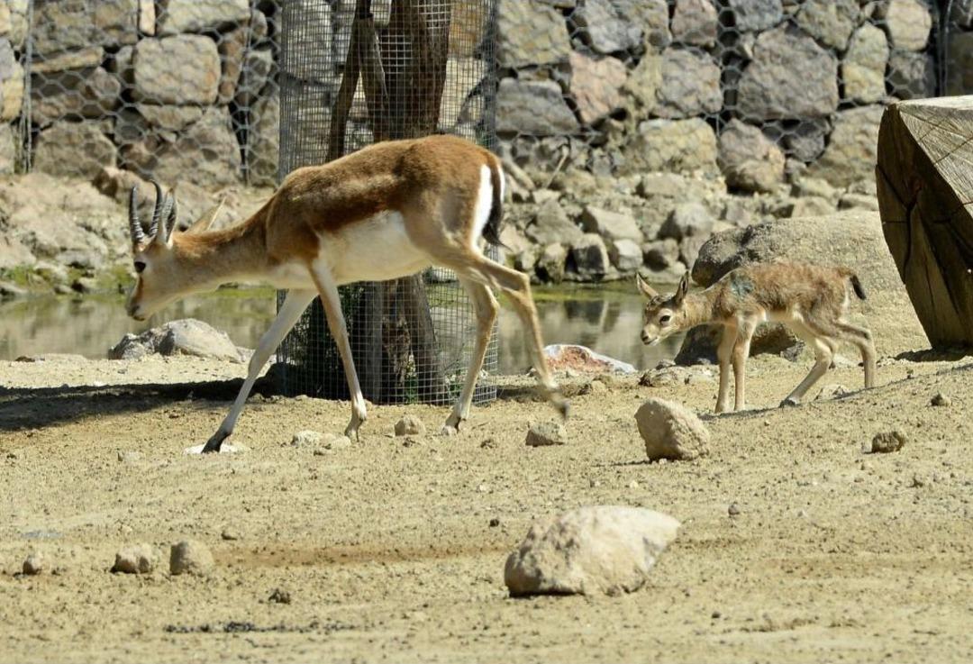 İzmir Doğal Yaşam Parkı'na 25 Yavru Ceylan Katıldı