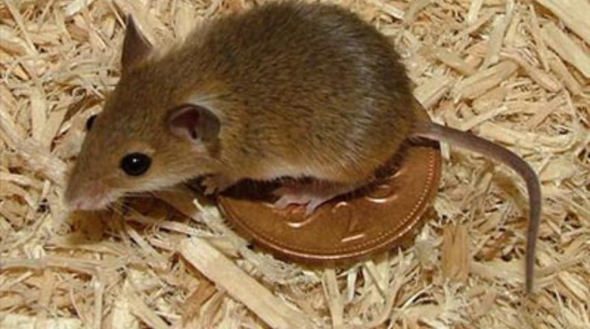 Doğanın 10 minyat&uuml;r&uuml;